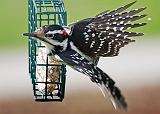 Woodpecker Taking Flight_26412